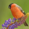 Cute Bullfinch Bird Paint by numbers