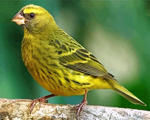 cute-canary-bird-paint-by-numbers