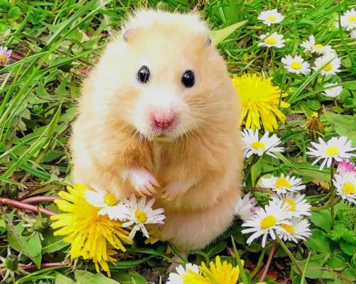 cute-hamster-paint-by-number