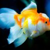 golden-blue-fish-adult-paint-by-numbers