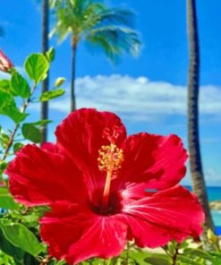 Hibiscus Flower paint by numbers