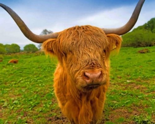 highland-cow-paint-by-number-1-510x407-1