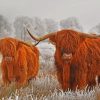 highland-cows-paint-by-number-510x407-1