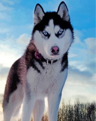 husky-in-snow-paint-by-numbers