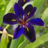 Iris Louisiana Paint by numbers