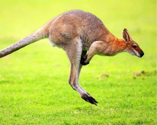 Kangaroo In Green Grass