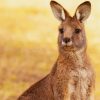 Kangaroo