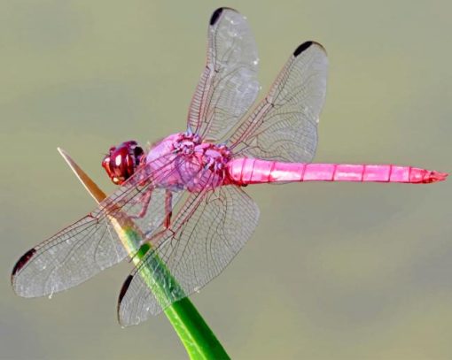 pink-dragonfly-paint-by-number