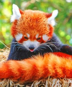 red-panda-in-the-nest-paint-by-number