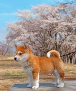 Sakura Shiba Inu Dog Paint by numbers