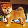 Shiba Inu Puppy Paint by numbers