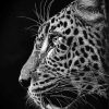 Black And White Cheetahs Side Profile Paint By Number