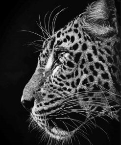 Black And White Cheetahs Side Profile Paint By Number