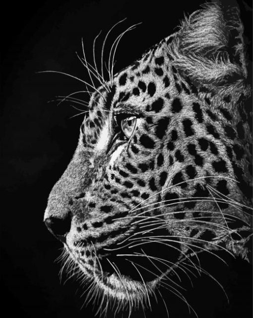 Black And White Cheetahs Side Profile Paint By Number