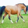 Brown Welsh Pony With Black Hair Paint By Numbers