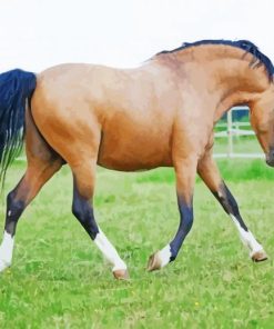 Brown Welsh Pony With Black Hair Paint By Numbers