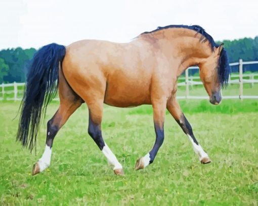 Brown Welsh Pony With Black Hair Paint By Numbers