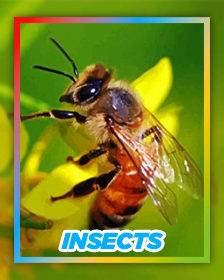 Insects