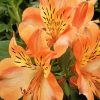 Peachy Alstroemeria Flower Plant Paint By Number