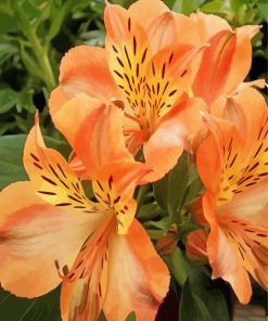 Peachy Alstroemeria Flower Plant Paint By Number