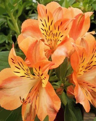 Peachy Alstroemeria Flower Plant Paint By Number