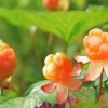 Cloudberry Plants Paint By Numbers