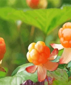 Cloudberry Plants Paint By Numbers