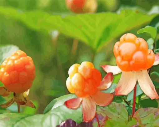 Cloudberry Plants Paint By Numbers