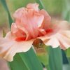 Pale Pink Iris Flower Paint By Numbers