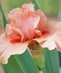 Pale Pink Iris Flower Paint By Numbers