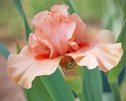 Pale Pink Iris Flower Paint By Numbers