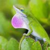 Anole Lizard Paint By Numbers