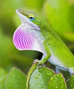 Anole Lizard Paint By Numbers