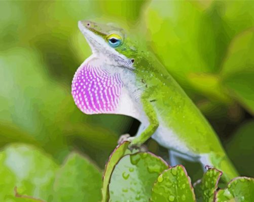 Anole Lizard Paint By Numbers