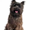 Black Cairn Terrier Paint By Numbers