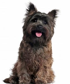 Black Cairn Terrier Paint By Numbers