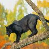 Black Jaguar Animal Paint By Numbers