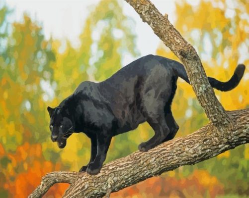 Black Jaguar Animal Paint By Numbers