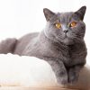 British Shorthair Paint By Numbers