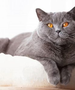 British Shorthair Paint By Numbers