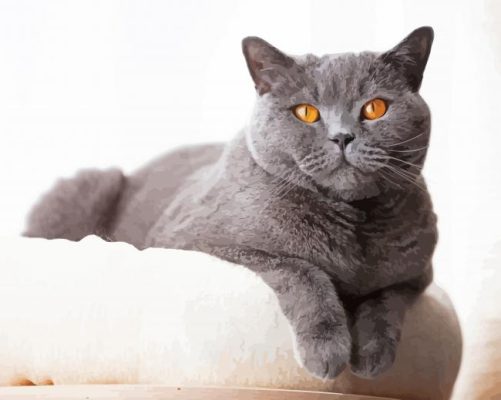 British Shorthair Paint By Numbers