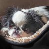 Cute Japanese Chin Paint By Numbers