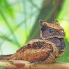 Cute Nightjars Paint By Numbers