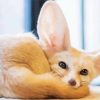 Fennec Fox Sitting Paint By Numbers