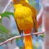 Golden Bowerbird Paint By Numbers