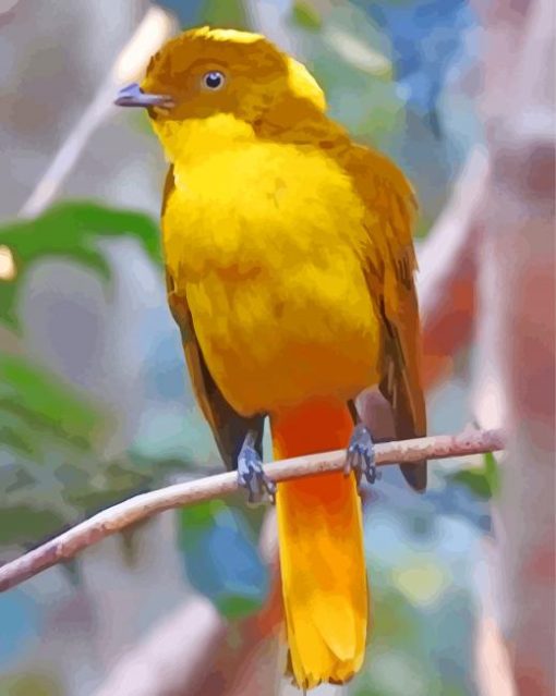 Golden Bowerbird Paint By Numbers