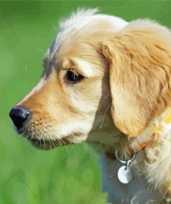 Golden Puppy Paint By Numbers