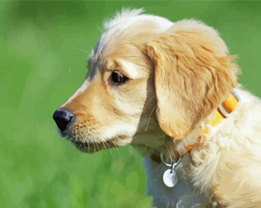 Golden Puppy Paint By Numbers