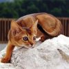 Little Abyssinian Paint By Numbers