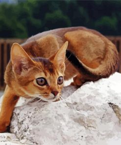 Little Abyssinian Paint By Numbers